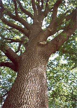 Een eikeboom aan de Oosterstreek