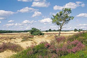 De Kale Duinen te Appelscha